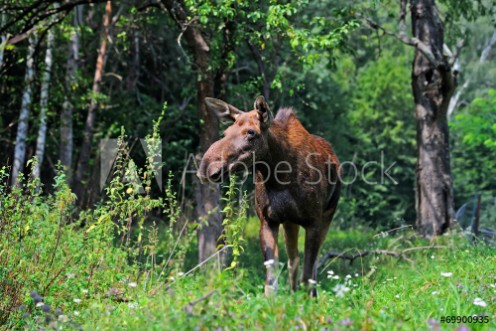Picture of Elk in their natural habitat